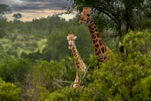 Read more about the article Amazing Activities to do in Kruger in South Africa